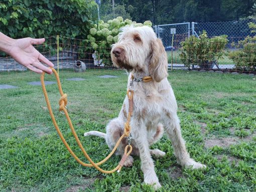 Leine und Halsband aus Kletterseil