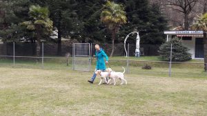 dogside hundeschule und pension im tessin