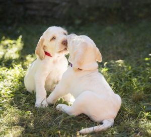 shop dogside hundeaccessoires